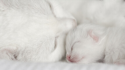 white kitten sleeping