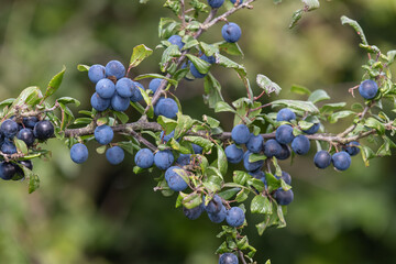 Close up of sloe berries on a blackthorn (prunus spinosa) tree