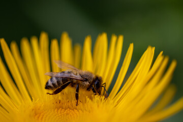 Bee on flower