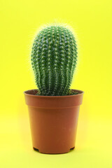 Home indoor cactus in brown pot with thorns on yellow background.