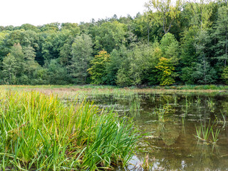 Waldsee