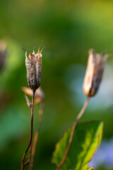 A withered flower