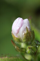 Blackberry bud with water drop