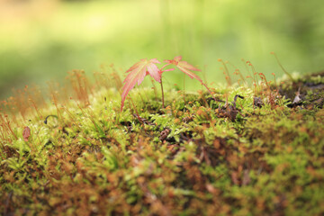 もみじの新芽と苔