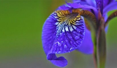 raindrops on a flower petal