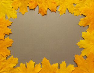 Naklejka na ściany i meble The background looks like yellow maple leaves lying in the form of a frame on a gray rough board.