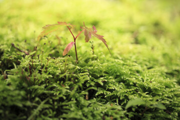 もみじの新芽と苔