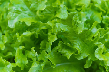 Closeup of defocused lettuce leaves. Background from food.