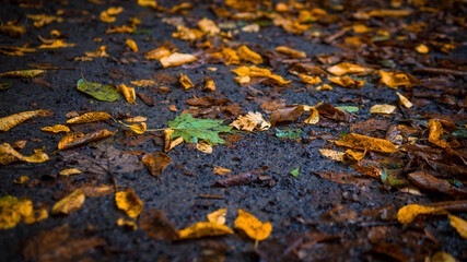 Autumn foliage on the ground,golden foliage in the park,falling leaves from trees