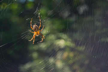 spider on web