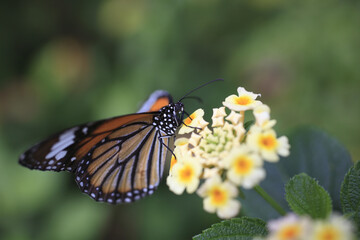 ランタナの花とスジグロカバマダラ