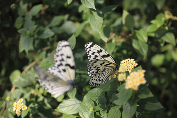 ランタナの蜜を吸うオオゴマダラ