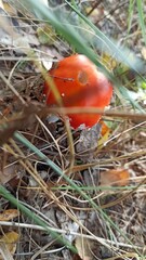 red mushroom in the grass
