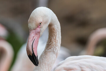 Flamingo head portrait. There is a flock in the background.