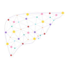 Liver health low poly wireframe. Polygonal anatomic model of human liver made of stars, lines, dots, triangles. Medical and anatomy concept. Cirrhosis and hepatitis medical treatment, transplantation 