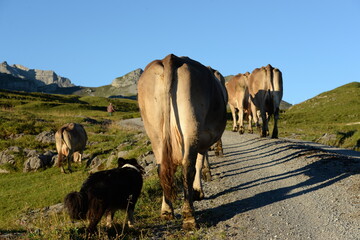 Kühe auf der alm