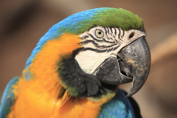 ルリコンゴインコ