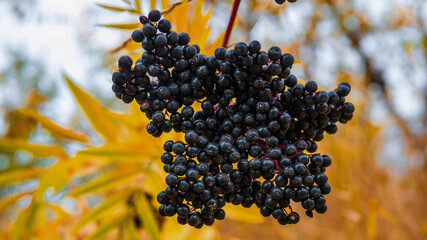 Elderberry bush in autumn foliage,ripe elderberry berry.