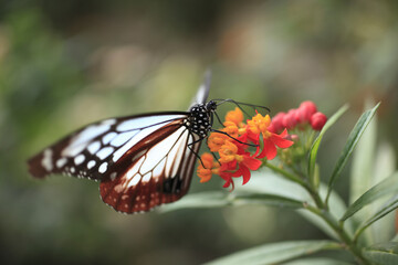 トウワタの蜜を吸うアサギマダラ