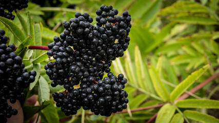 Ripe elderberry bush close-up in green foliage on a plantation