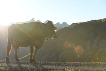 Kühe auf der alm