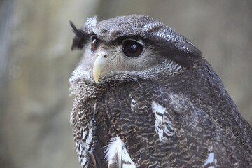 マレーワシミミズク