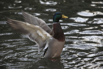 Fototapeta premium マガモ