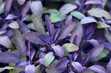 Sage green and purple leaf , close up. Salvia officinalis Purpurascens