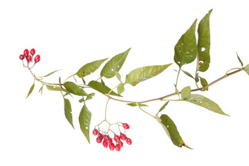 Bittersweet (Solanum dulcamara) branch with ripe red berries and green leaves isolated on white...