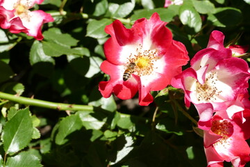 Bee and a flower