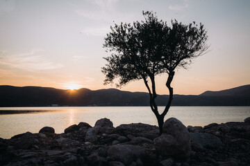 Fototapeta na wymiar Silhouette of the olive tree at sunset 