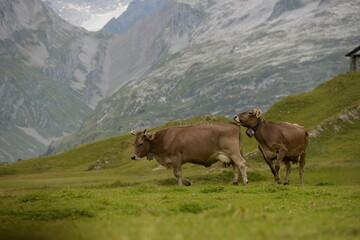 Kühe auf der alm