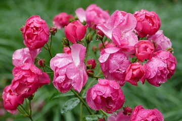 Pink roses