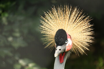 The common ostrich, large flightless bird, live in Africe, 