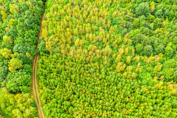 a mixed forest and a forest path from above