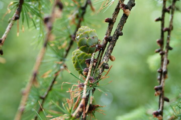 Nature in the spring