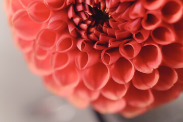 Fototapeta na wymiar Beutiful Red Georgina Flower Close Up View