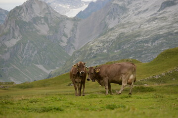 Kühe auf der alm
