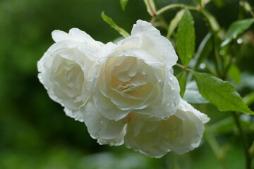 White roses