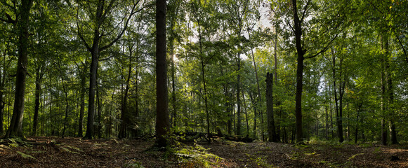 Fototapeta na wymiar Panorama lasu bukowego
