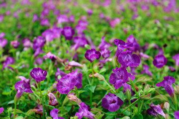 Fototapeta premium purple flowers in the garden