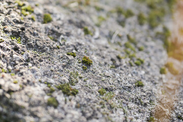 Stone texture with moss. Nature wallpaper. Copy space 