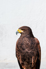 Brown eagle at rest with folded wings, on a white background