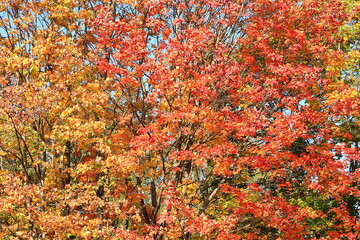 October autumn background, sunny maple tree at sunrise with red leaves, Gatchina park, Leningrad region. Autumn landscape, seasons.