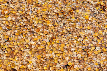 Dry yellow leaves on the ground, background.