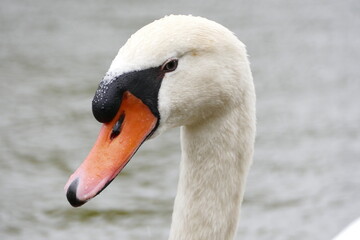 swan on the lake