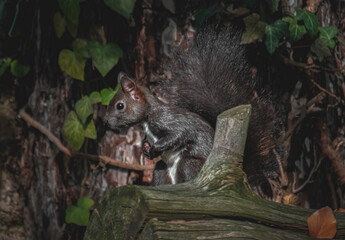 Vorsichtiges Eichhörnchen