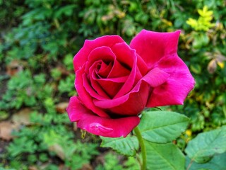 pink roses in garden