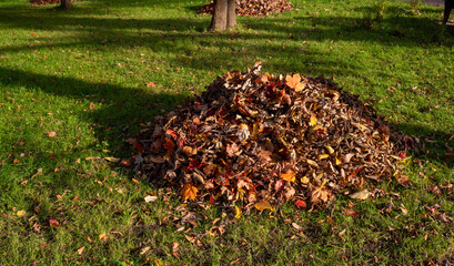 A pile of colorful autumn leaves on the green grass in the Park