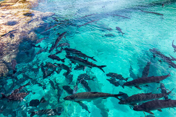 Fototapeta na wymiar A school of Caribbean Tarpon fish from seeing above in turquoise waters of Bahamas.